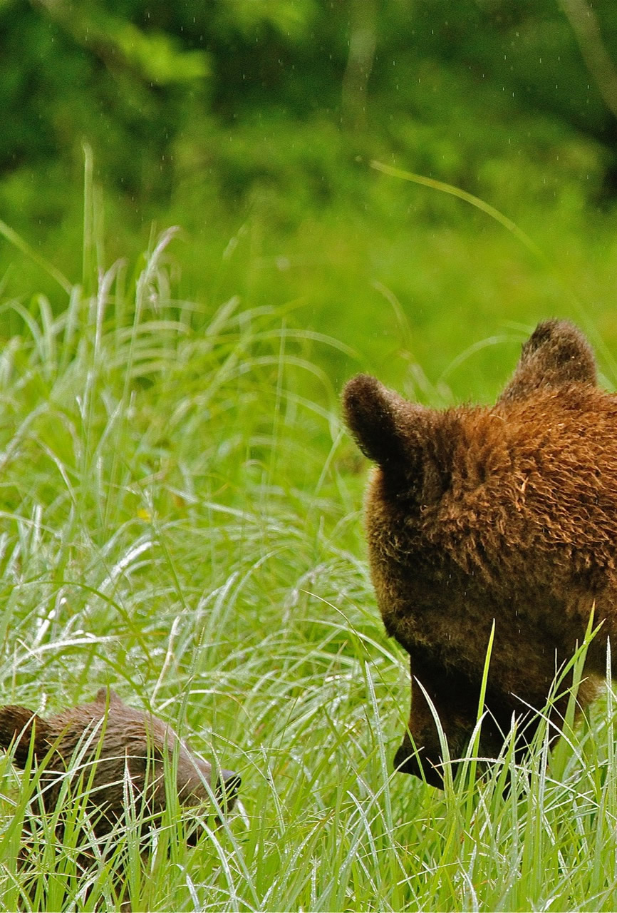 Close up of Mother Grizzly and Cub