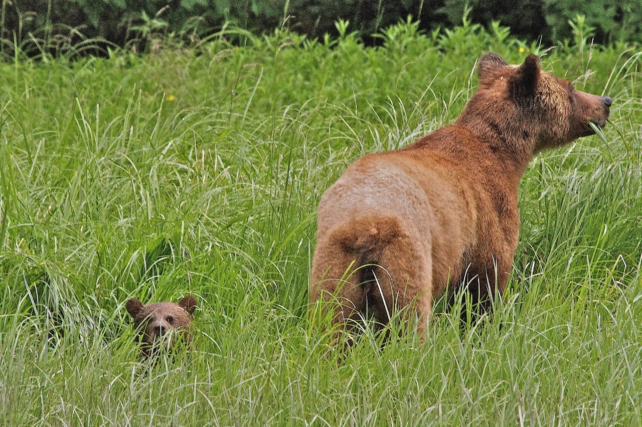 Mother Grizzly and Cub