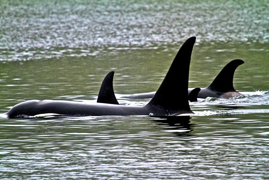 Pod of Orca