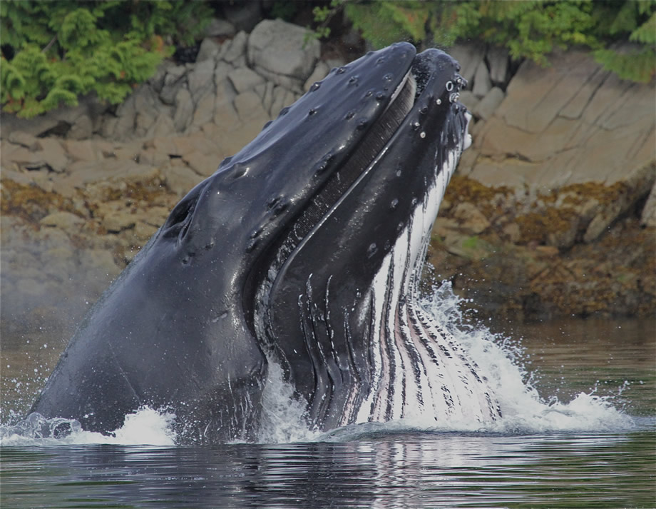 Humpback lunge feeding