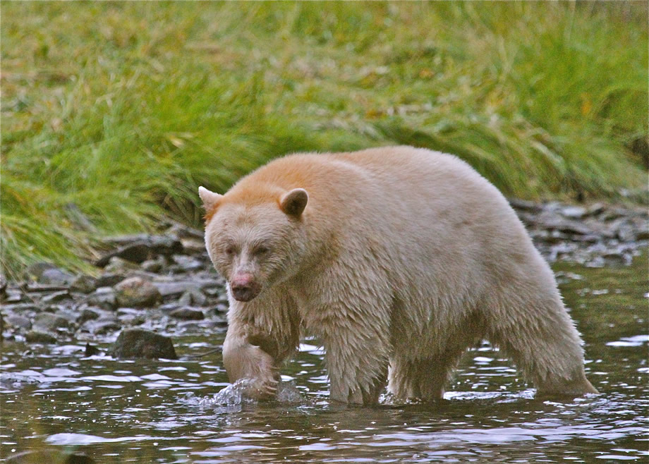 Spirit Bear looking for fish
