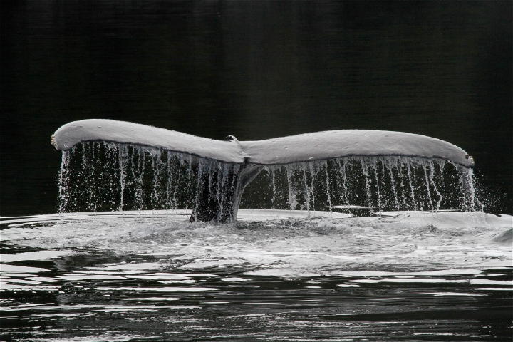 A Whale Humpback Whale Tail