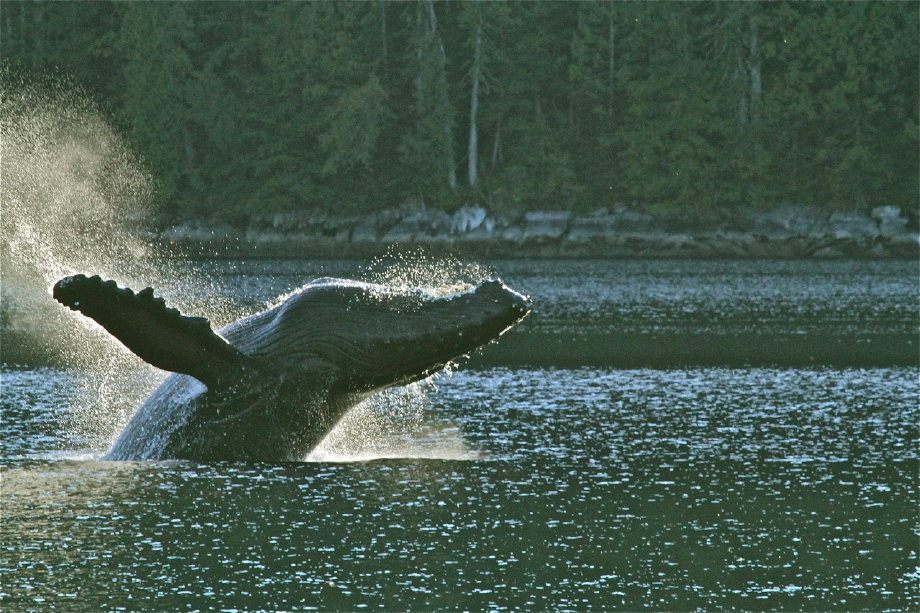 Humpback breaching in setting sun