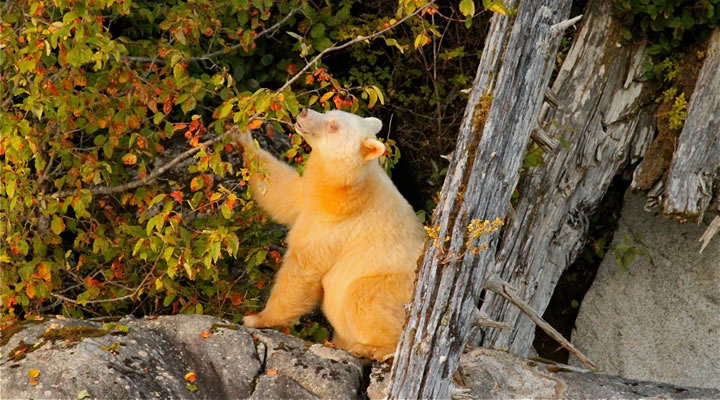 Spirit Bear eating wild crabapples