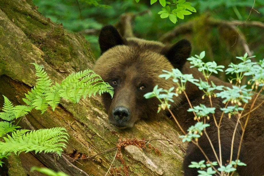 Female Grizzly resting at the edge of the rainforest