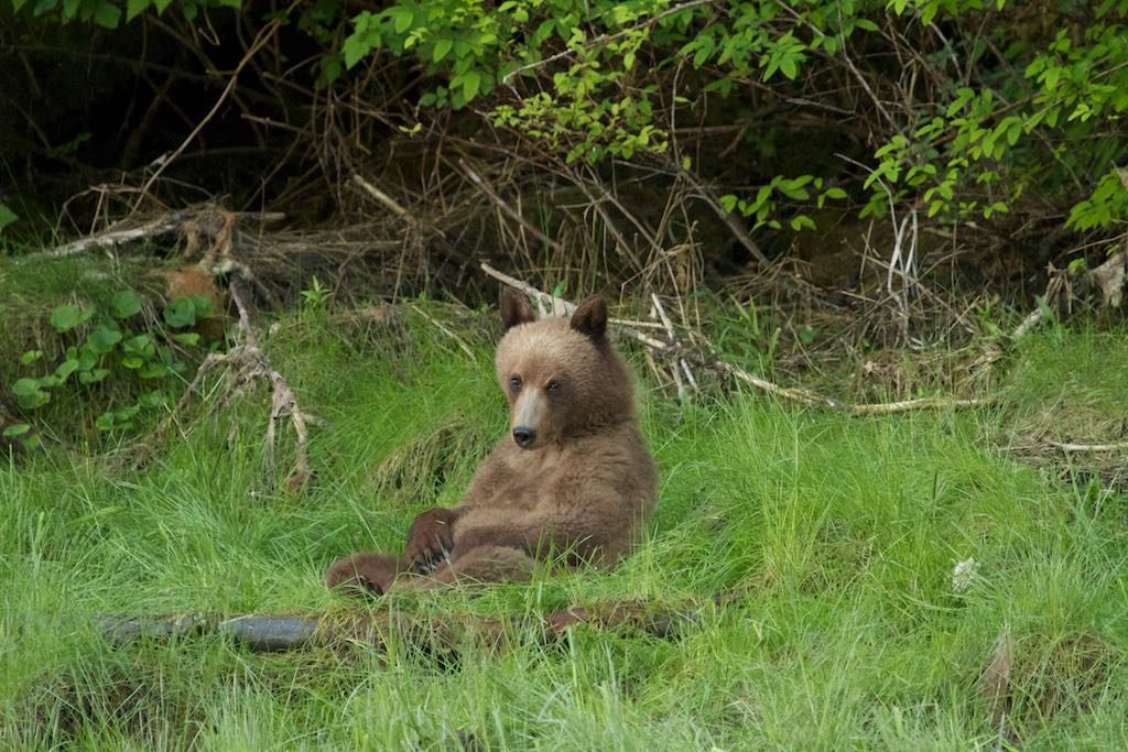 Yearling Grizzly Bear cub in the Great Bear Rainforest