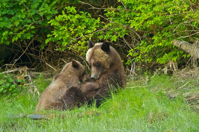 Mother Grizzly Bear humming and nursing her yearling cub