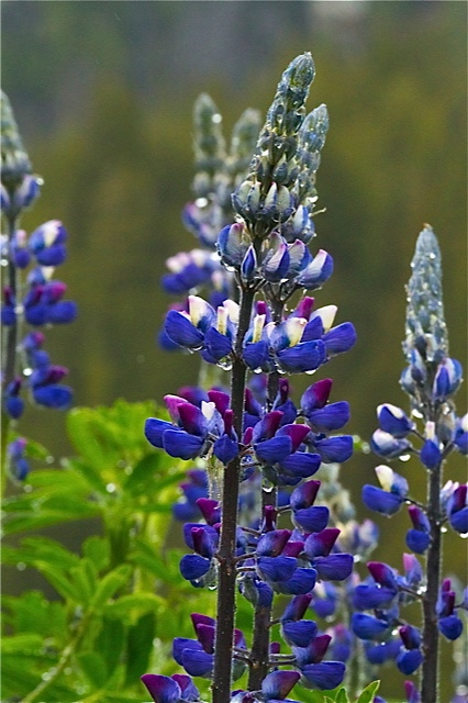 purple lupins