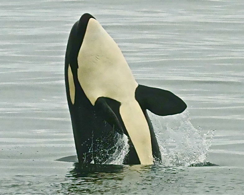 Transient Orca calf breaching