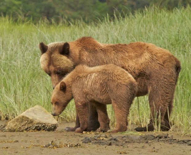 Mother Grizzly Bear grooming her cub