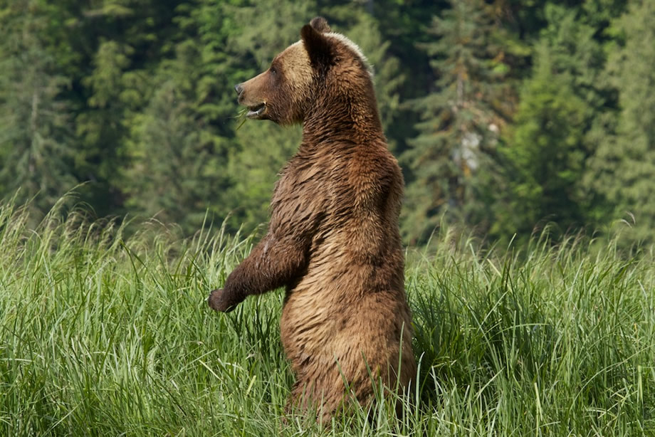 female Grizzly standing