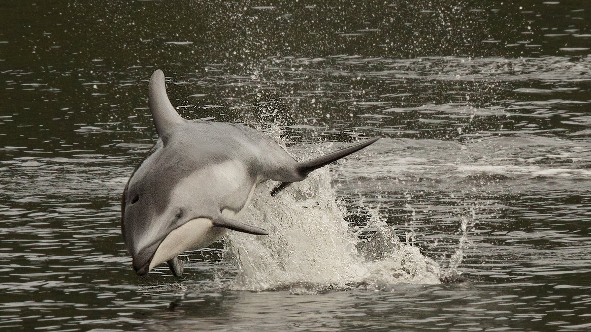 Pacific White Sided Dolphin