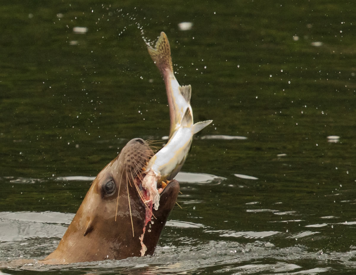 Sea Lion eating salmon