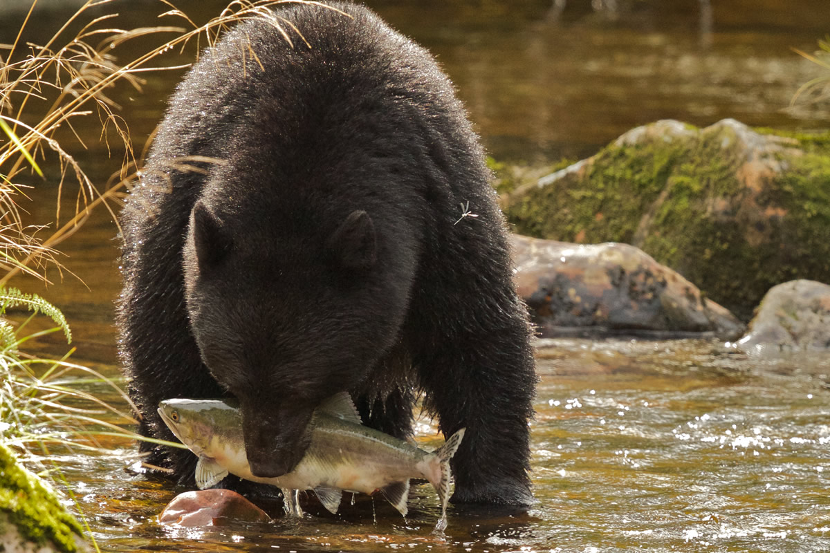 Black Bear (with possible white gene) catching salmon