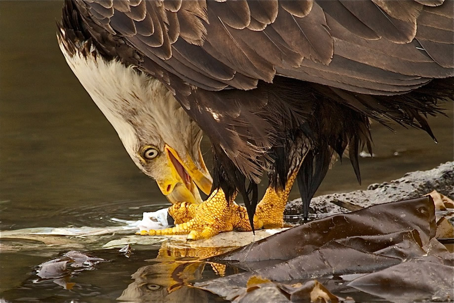 Bald Eagle eating salmon carcus