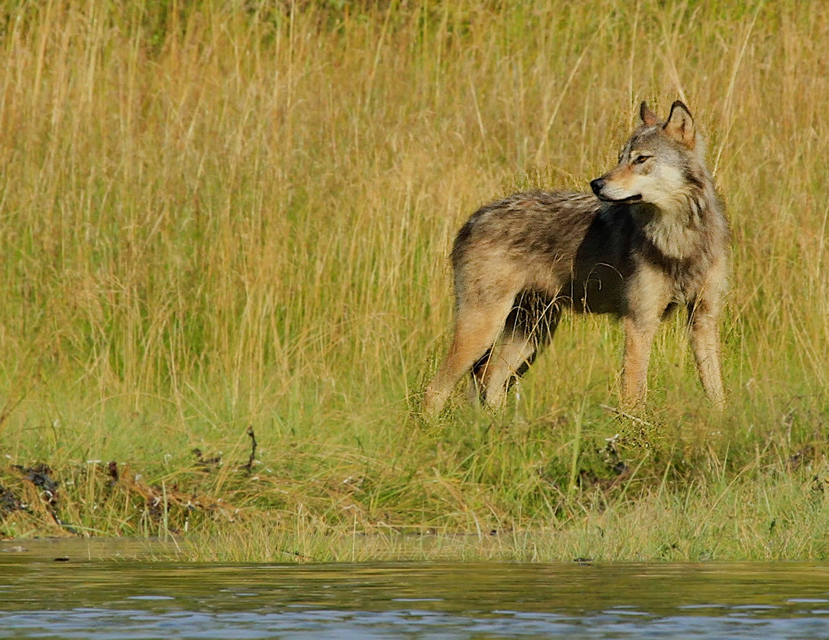 Coastal Wolf looking over his pack