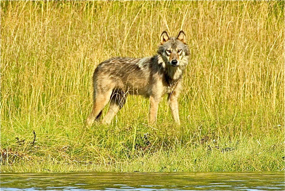 Curious Coastal Wolf