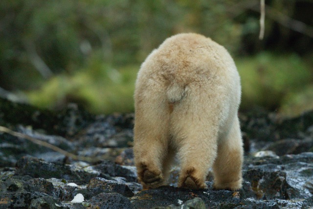 Spirit Bear heads home with a full belly