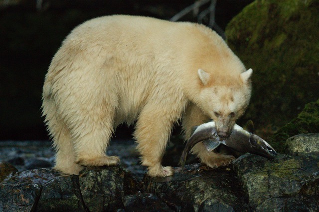 Spirit Bear with its catch