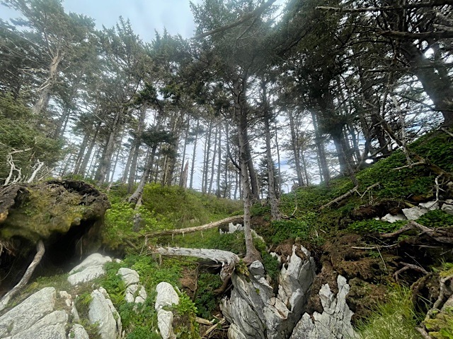 Forest where seabirds build their nesting burrows - Photo Credit: Cindy Lewis