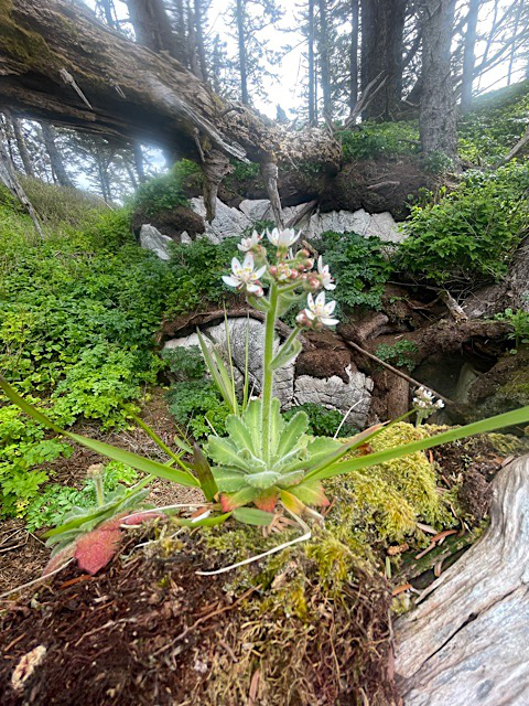 Flowers - Photo Credit: Cindy Lewis