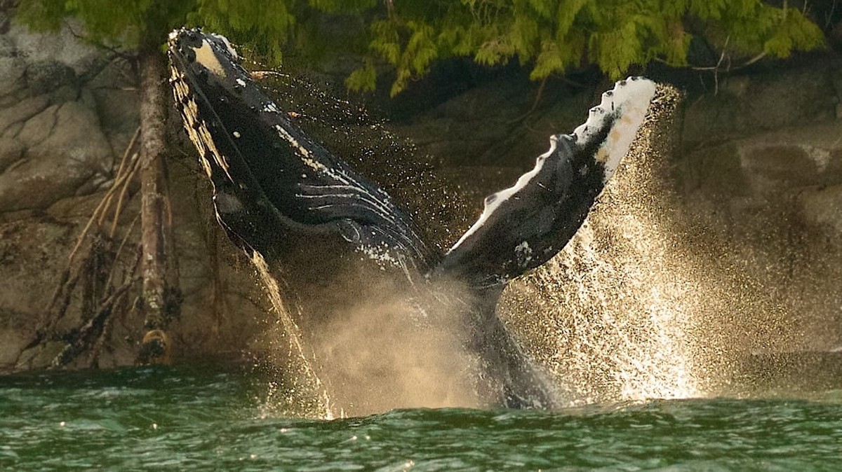 Young Humpback whale breaching