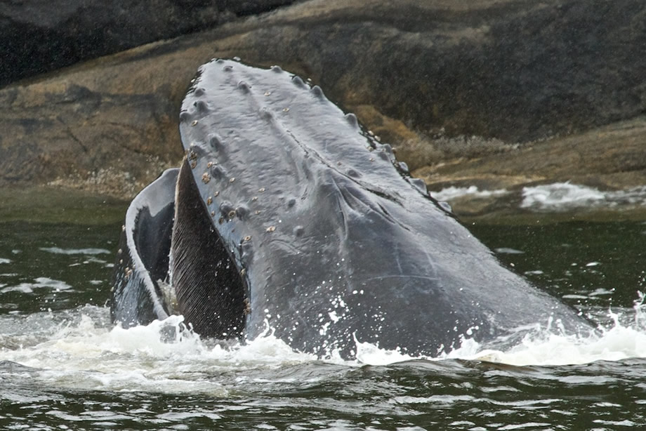 Humpback Whale lunge feeding