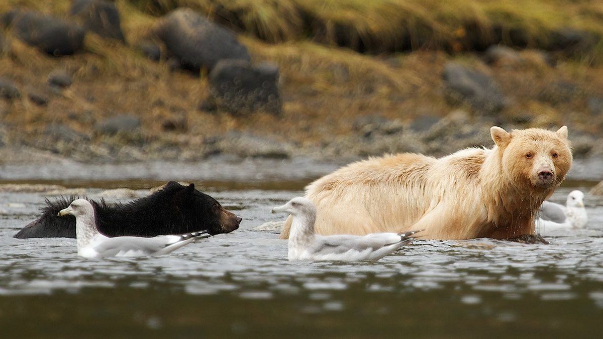 Mother Spirit Bear with Black cub