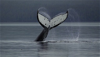 Humpback Whale tail