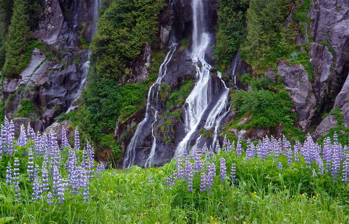 Waterfalls and Wildflowers