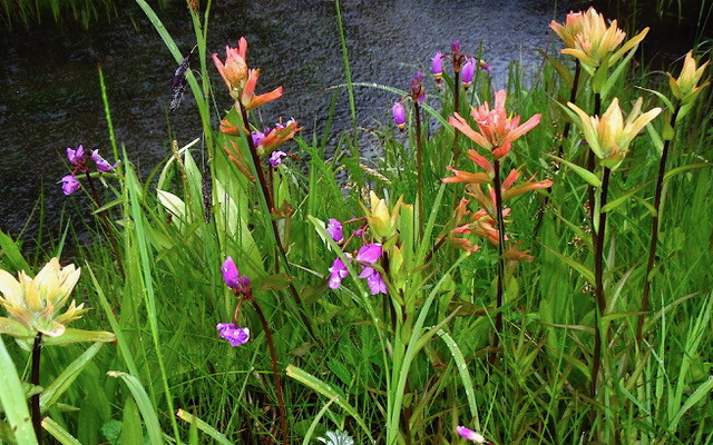 Carpets of wildflowers