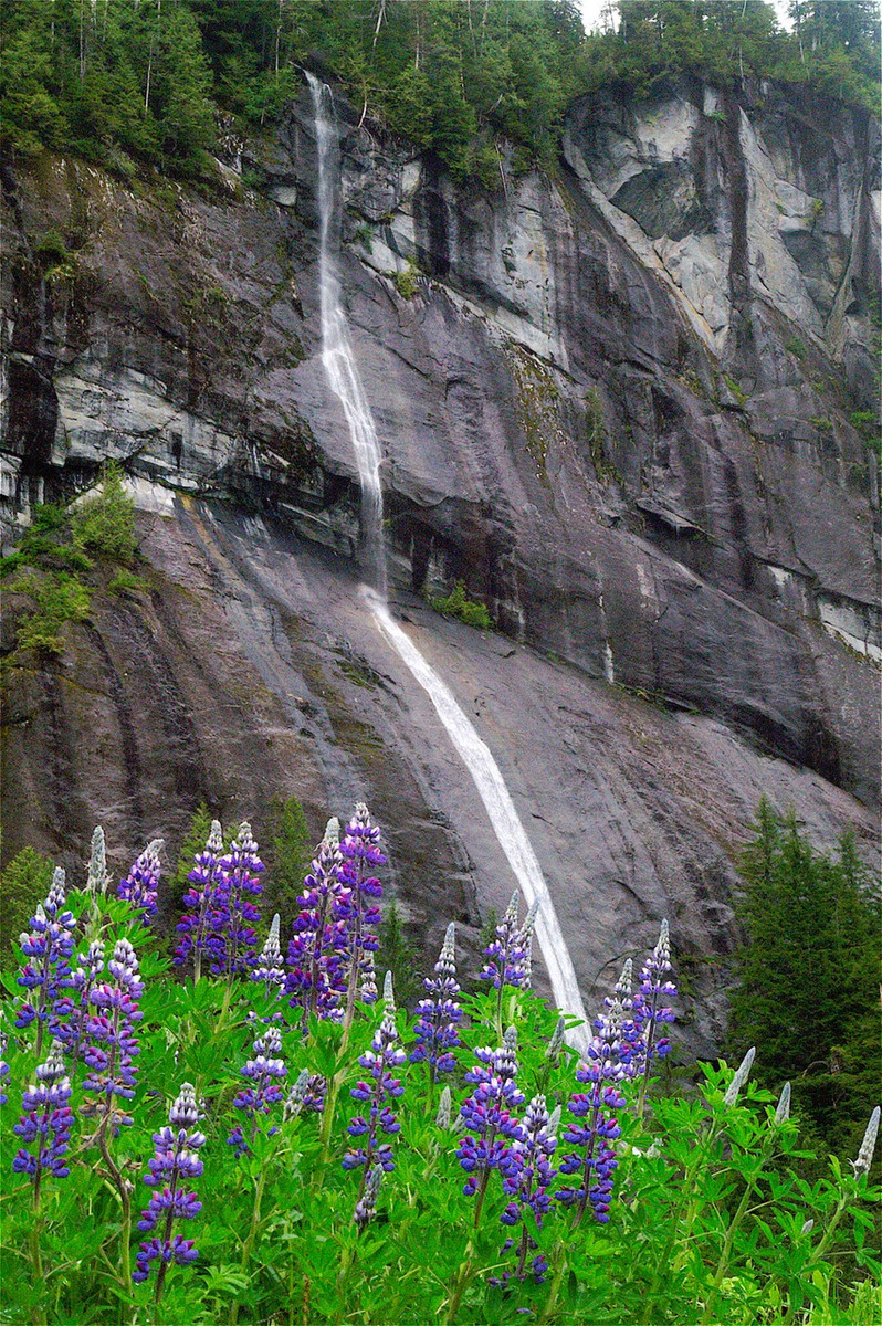 Waterfalls and Wildflowers