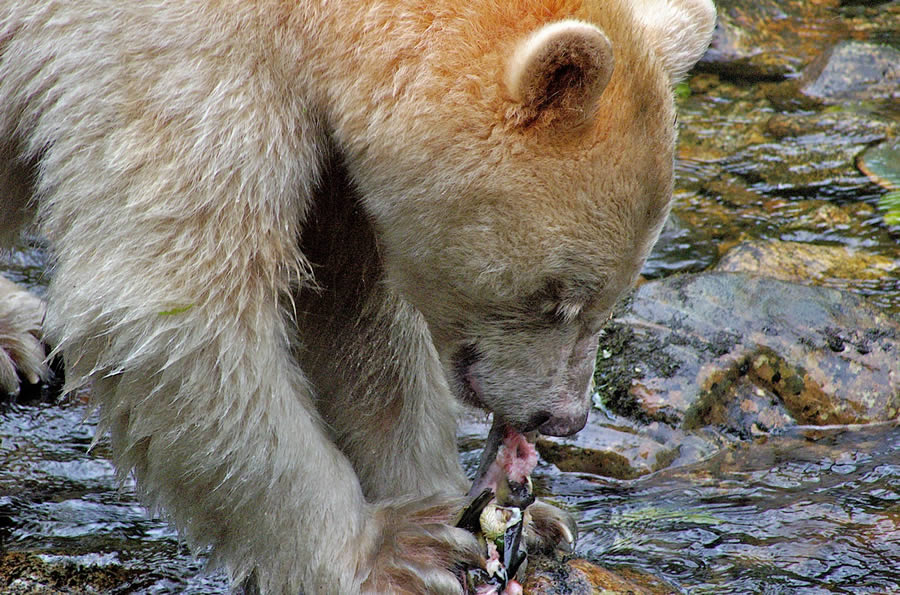 Spirit Bear Eating Salmon