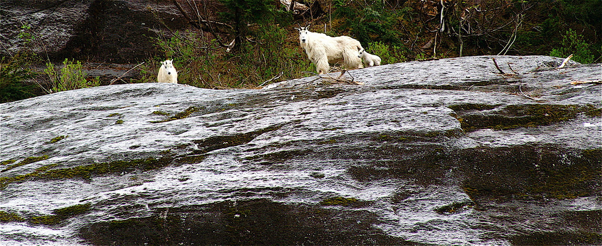 Mountain Goat family in Spring