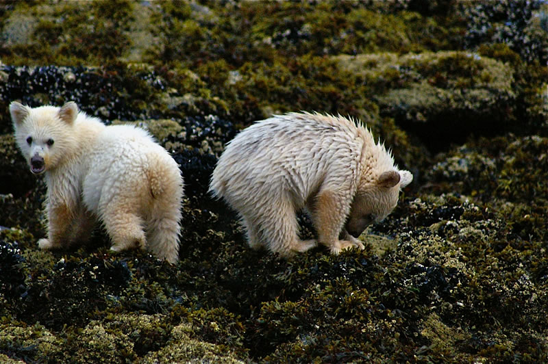 Spirit Bear cubs eating mussels at low tide