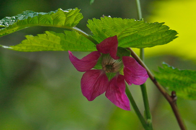 Salmonberry Blossom