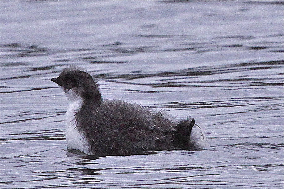 Ancient Murrelet chick