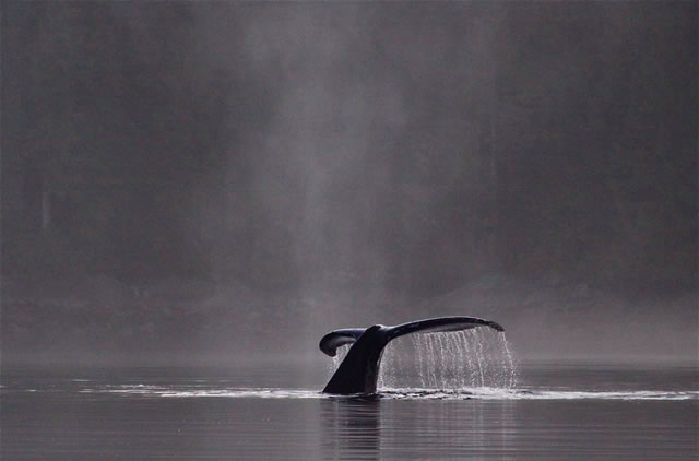 Humpback in early morning mists