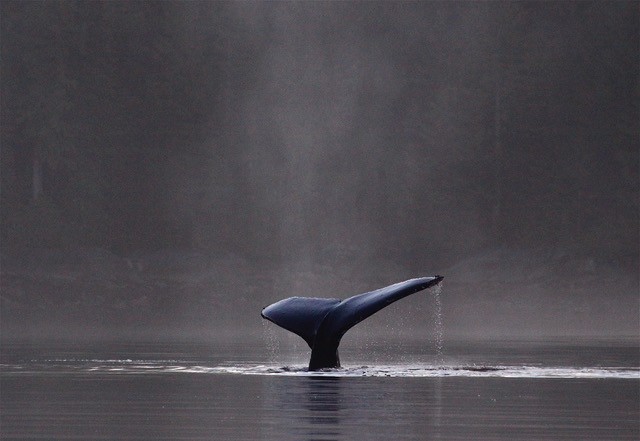 Humpback whale diving in morning mists