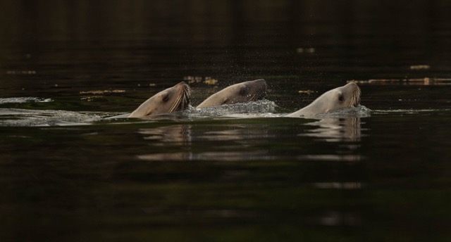 Stellar Sea Lions