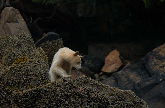 Spirit Bear