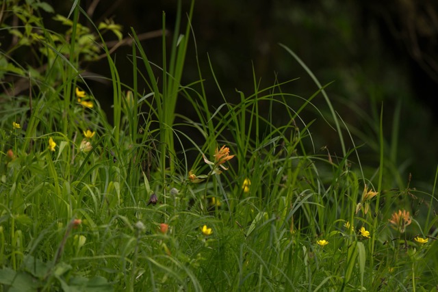 Wildflowers carpet river estuaries