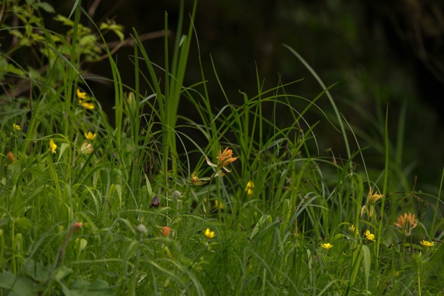 Wildflowers carpet river estuaries