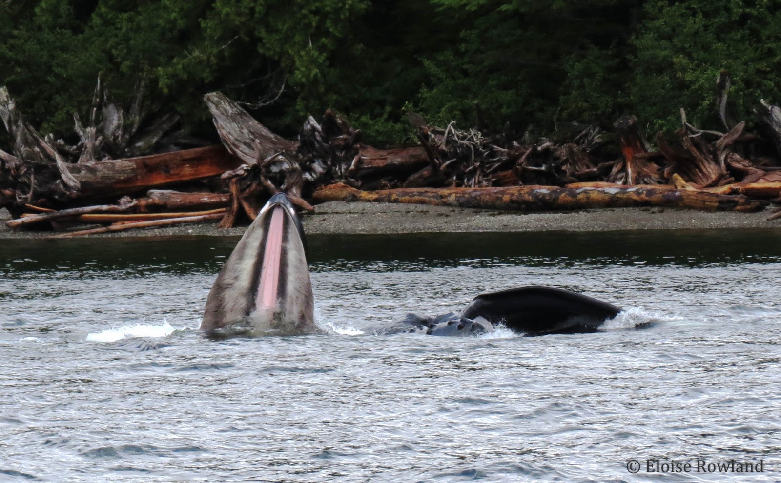 humpback whale lunge