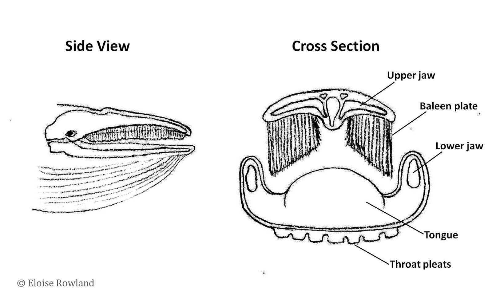 Plates of baleen whale