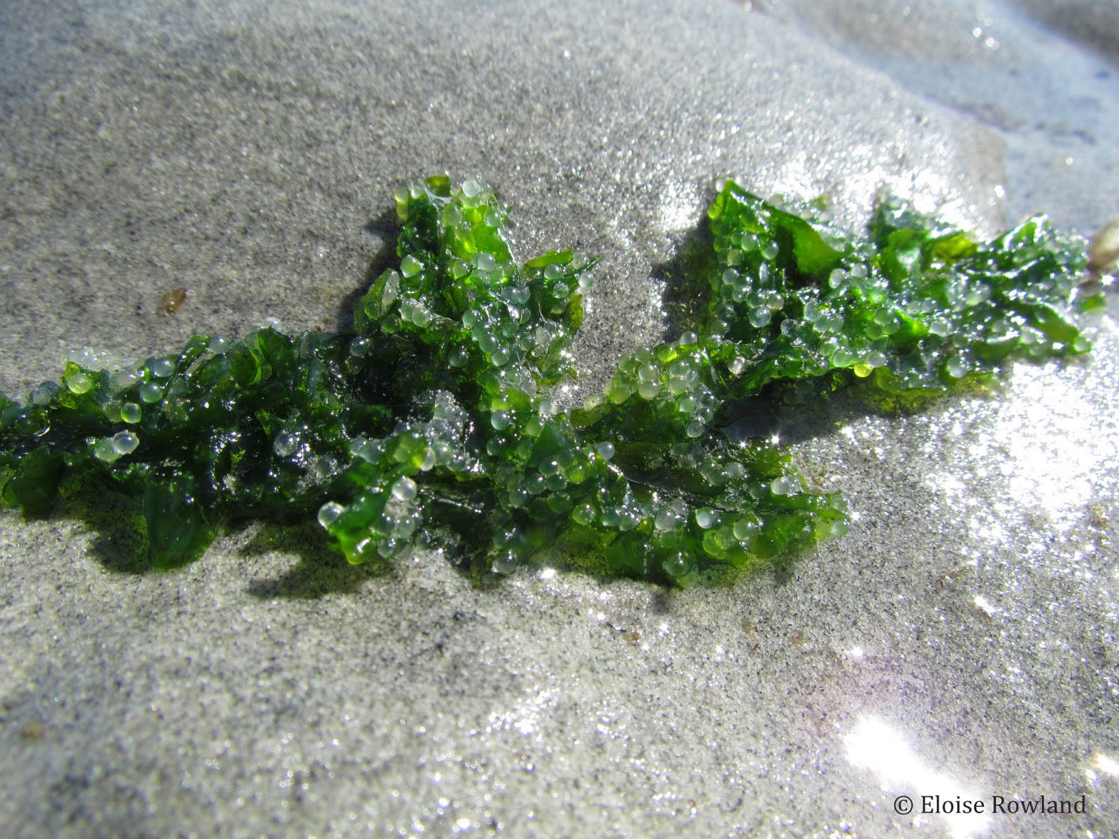 Herring roe on seaweed