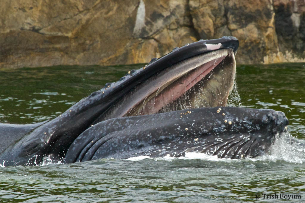 humpback whale feeding