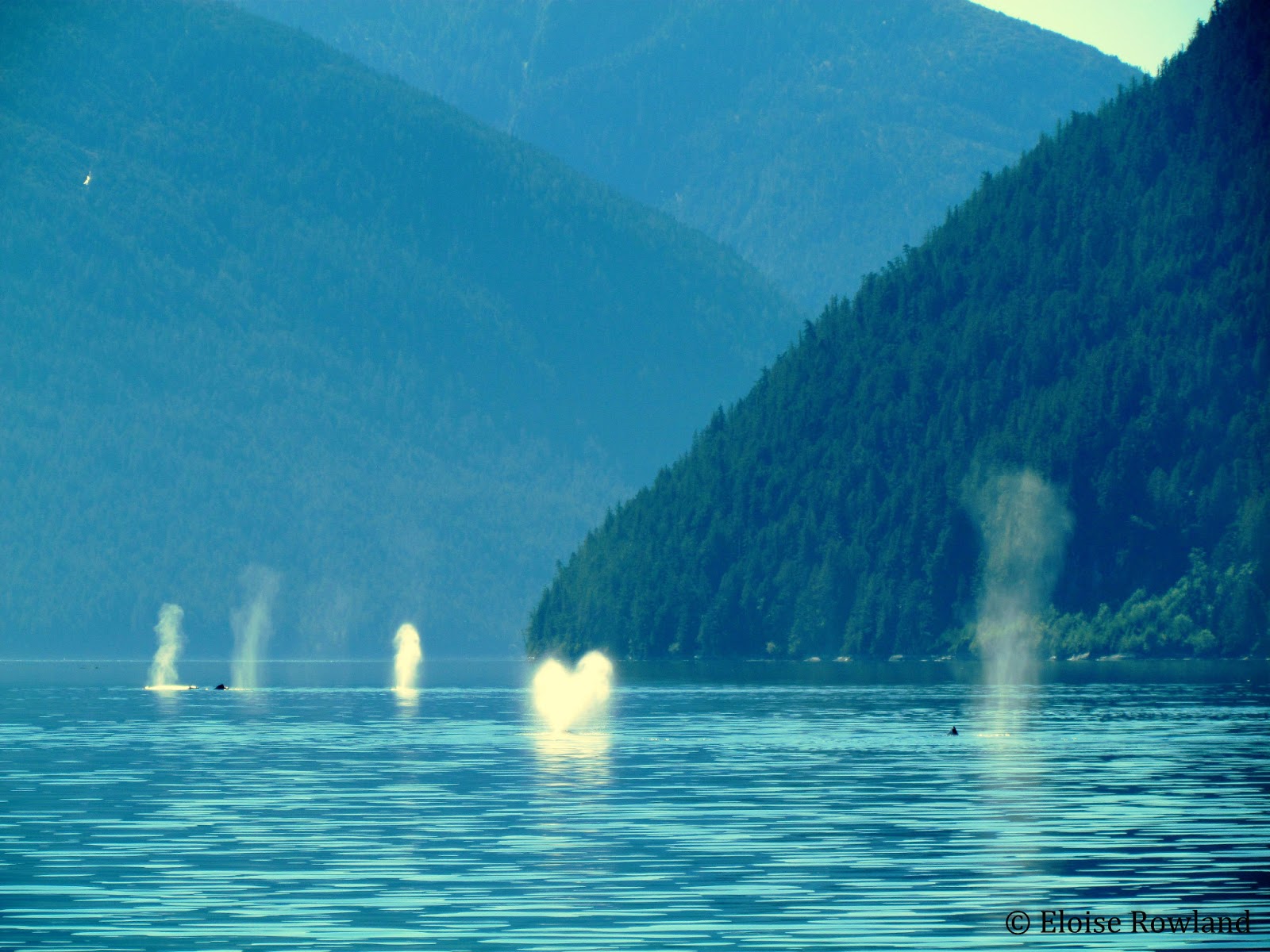 five humpback whales