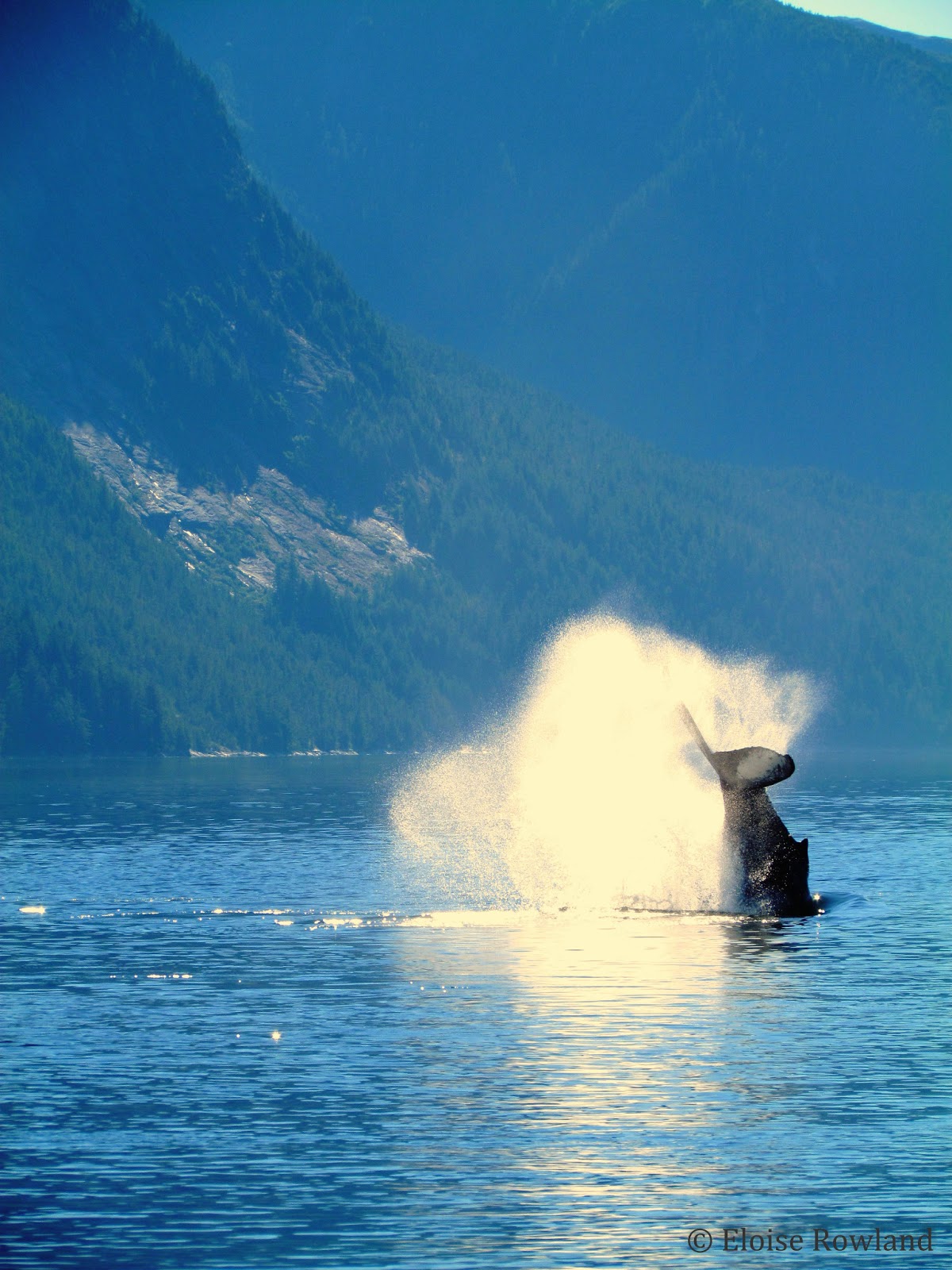 Humpback whale lob tailing