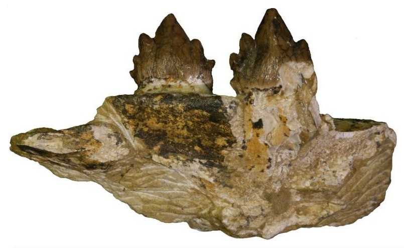 upper left jaw and teeth of an extinct baleen whale